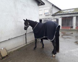 dressage horse Delano 127 (Hanoverian, 2015, from Dubarry 41)