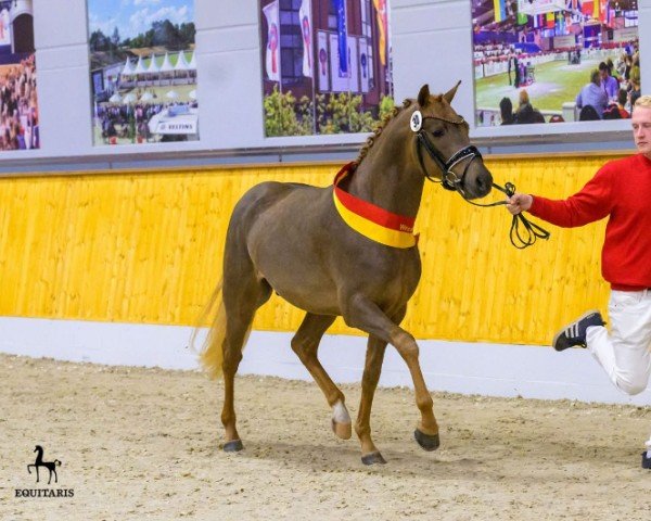 dressage horse Birkenhain Daily Enjoy (German Riding Pony, 2022, from Dreidimensional AT NRW)