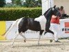 dressage horse Darling‘s Monte AT (German Riding Pony, 2021, from Day and Night AT)