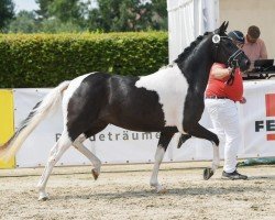 Dressurpferd Darling‘s Monte AT (Deutsches Reitpony, 2021, von Day and Night AT)