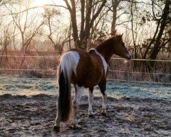 broodmare Shila (Lewitzer, 2006, from Shamani)