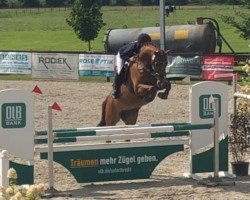 jumper Coco 380 (German Sport Horse, 2013, from Casskeni II)