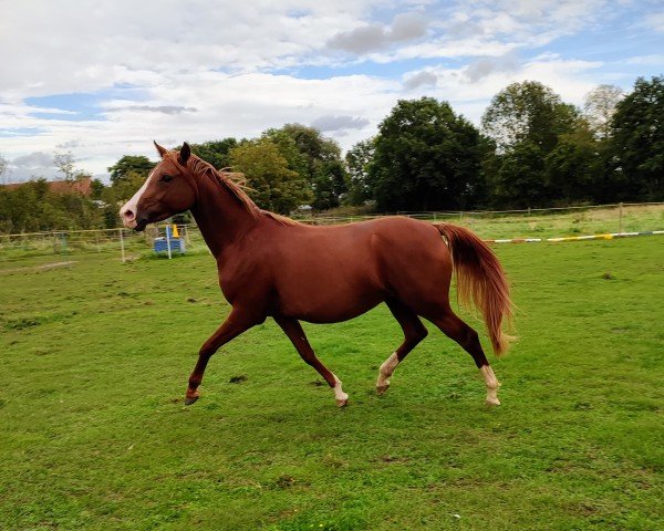 Pferd Becky (Deutsches Reitpony, 2021, von Orchard Copyright)