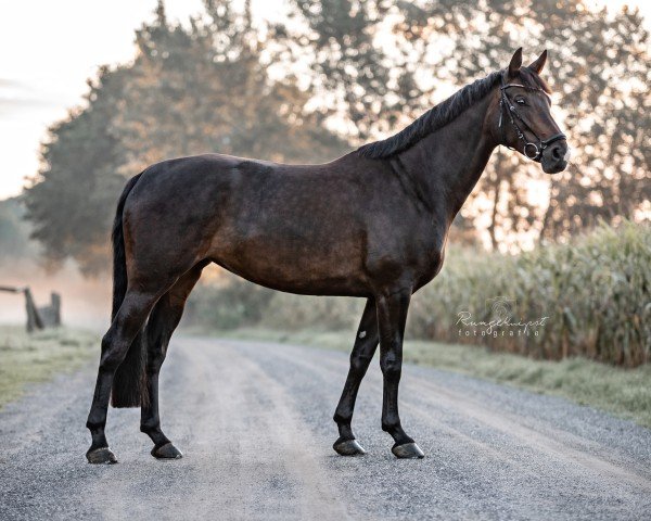 dressage horse Elysium (Westphalian, 2013, from Ehrenpreis)