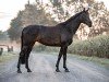 dressage horse Elysium (Westphalian, 2013, from Ehrenpreis)