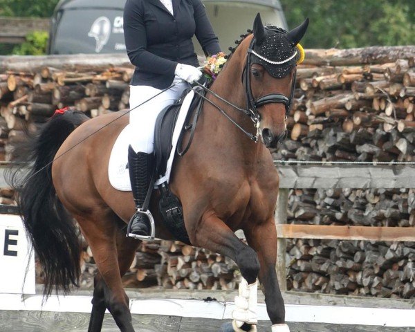 Dressurpferd Sir Lehmann 4 (Deutsches Sportpferd, 2010, von Lehmann 15)