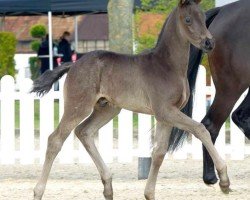 dressage horse Mondfinsternis (Westphalian, 2021, from Morricone)