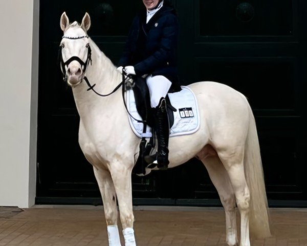 stallion Nancho's White Chocolate (German Riding Pony, 2018, from Nancho's Golden Star)