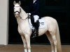 stallion Nancho's White Chocolate (German Riding Pony, 2018, from Nancho's Golden Star)