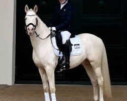 Deckhengst Nancho's White Chocolate (Deutsches Reitpony, 2018, von Nancho's Golden Star)