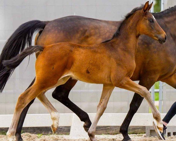 dressage horse Shu Fauna Fortuna (Hanoverian, 2024, from Shu Fu)