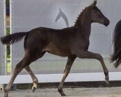 dressage horse Donna Mills (Hanoverian, 2024, from Donier)