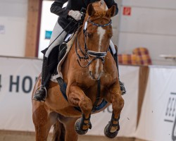 jumper Ugo van de Zandberg (Selle Français, 2008, from Quatoubet du Rouet)