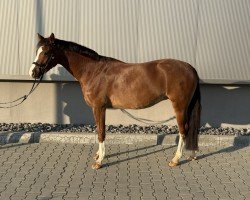 dressage horse Charity 54 (German Riding Pony, 2018, from Ceylon E)