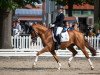 stallion Quo Vadis (German Sport Horse, 2015, from Quotenkönig 2)