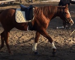 dressage horse Klara Bellissima (Trakehner, 2022, from Zauberdeyk)