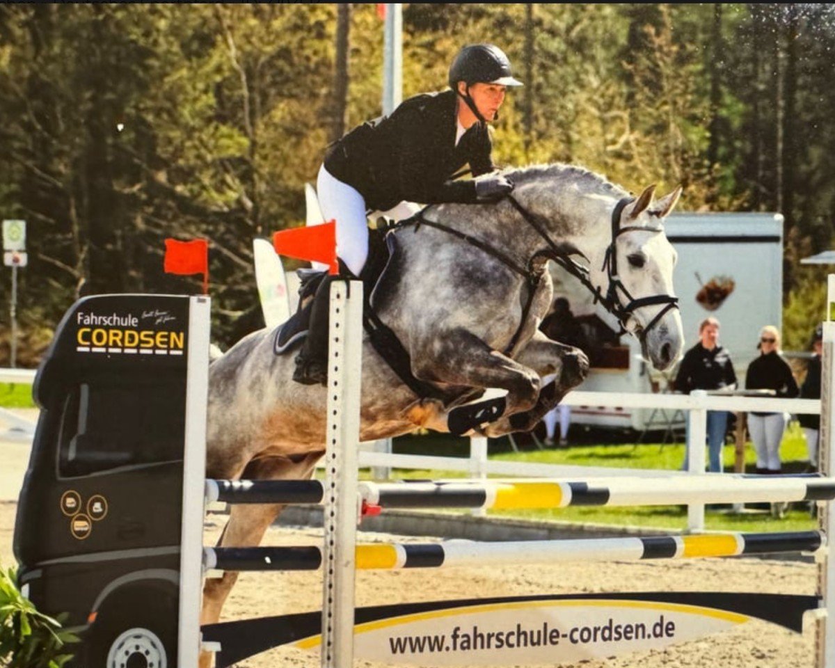 Springpferd Darlenski (Deutsches Reitpferd, 2017, von Dario)