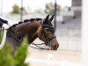 dressage horse Belantino (Oldenburg, 2014, from Belissario)