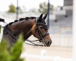 dressage horse Belantino (Oldenburg, 2014, from Belissario)