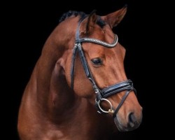 dressage horse Dante's Girl (Hanoverian, 2019, from Dante’s Jr.)