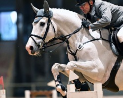 Springpferd Dubai van het Beeckhof Z (Zangersheide Reitpferd, 2014, von Dieu-Merci van T&L)