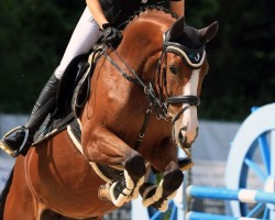 jumper Maloubetty (KWPN (Royal Dutch Sporthorse), 2018, from Maloubet de Pleville)