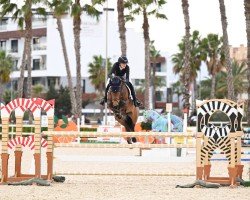 jumper Lake District B (Irish Sport Horse, 2015, from Bennys Legacy)