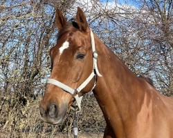 Pferd Bandolero 47 (Trakehner, 2006, von Cavallieri xx)