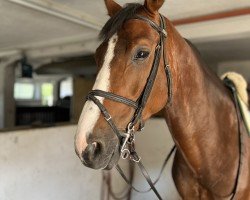 jumper Quattro 61 (Oldenburg show jumper, 2017, from Quabri de l'Isle)