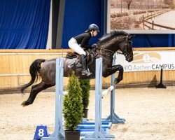 dressage horse Dinero Hr (Rhinelander, 2012, from Destano)