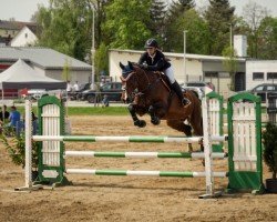 jumper First Licht (KWPN (Royal Dutch Sporthorse), 2010, from Zacharov Tn)