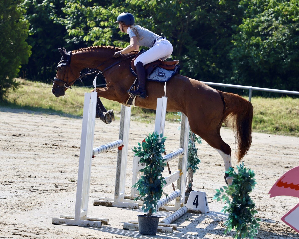 Springpferd Cool & Easy (Oldenburger Springpferd, 2019, von Oak Grove's Che)