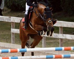 jumper Kashmira (KWPN (Royal Dutch Sporthorse), 2015, from Grodino)