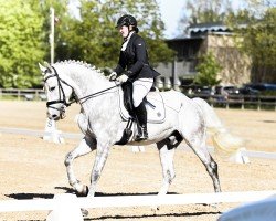 Pferd Orbin Abdul (KWPN (Niederländisches Warmblut), 2019, von Airborne Montecillo)