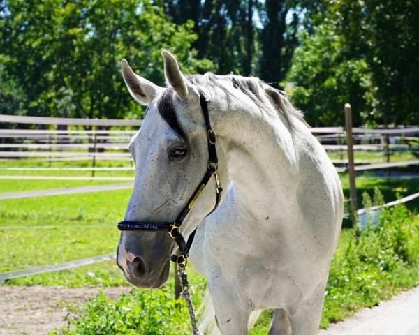 horse Kurtl (German Sport Horse, 2009, from Korano B)