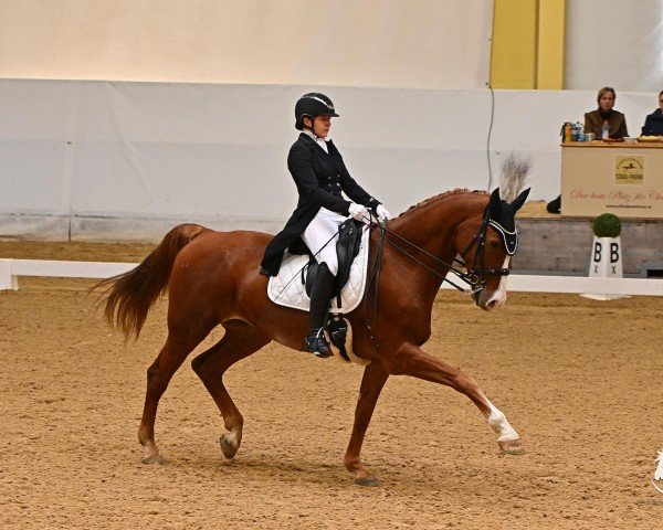 Dressurpferd Captain Morgan 4 (Österreichisches Warmblut, 2010, von Cosino B)