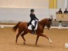 dressage horse Captain Morgan 4 (Austrian Warmblood, 2010, from Cosino B)