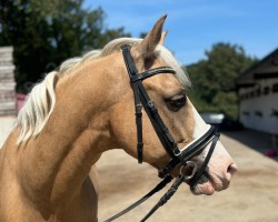 Pferd Bergerhof's Liberty (Österreichisches Reitpony, 2017, von Le Matsjo)