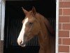 jumper Dora 228 (Hanoverian, 2020, from Diaron OLD)