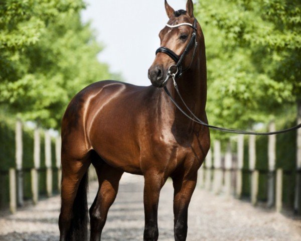 stallion Joop TC (KWPN (Royal Dutch Sporthorse), 2014, from Ravel)