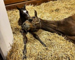 foal by Hengst von Cairo Prince xx (Thoroughbred, 2025, from Cairo Prince xx)