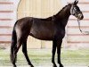 dressage horse Davines (German Sport Horse, 2018, from Durello)