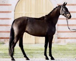 dressage horse Davines (German Sport Horse, 2018, from Durello)