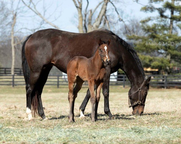 foal by Stute von Uncle Mo xx (Thoroughbred, 2025, from Uncle Mo xx)