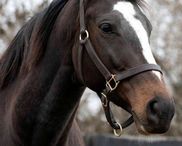 broodmare War Bonnet xx (Thoroughbred, 2019, from War Front xx)