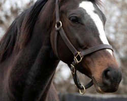 broodmare War Bonnet xx (Thoroughbred, 2019, from War Front xx)