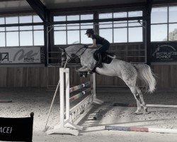 jumper Schneeflocke (Oldenburg show jumper, 2017, from Stakkatol)