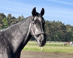 dressage horse Bailey 159 (Hanoverian, 2019, from Borsalino)