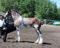 horse Forwood Harold (Clydesdale, 2005, from Love's Jane's Robbie)