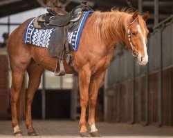 Pferd Henry (Quarter Horse, 2019)